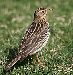 Anthus cervinus by pdsoki.jpg