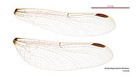 Antipodogomphus dentosus female wings (35012758486).jpg