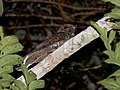 Thumbnail for Silky-tailed nightjar