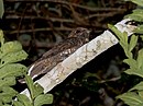 aves De Argentina