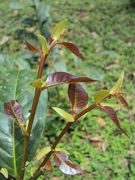 File:Aporosa cardiosperma young leaves.JPG
