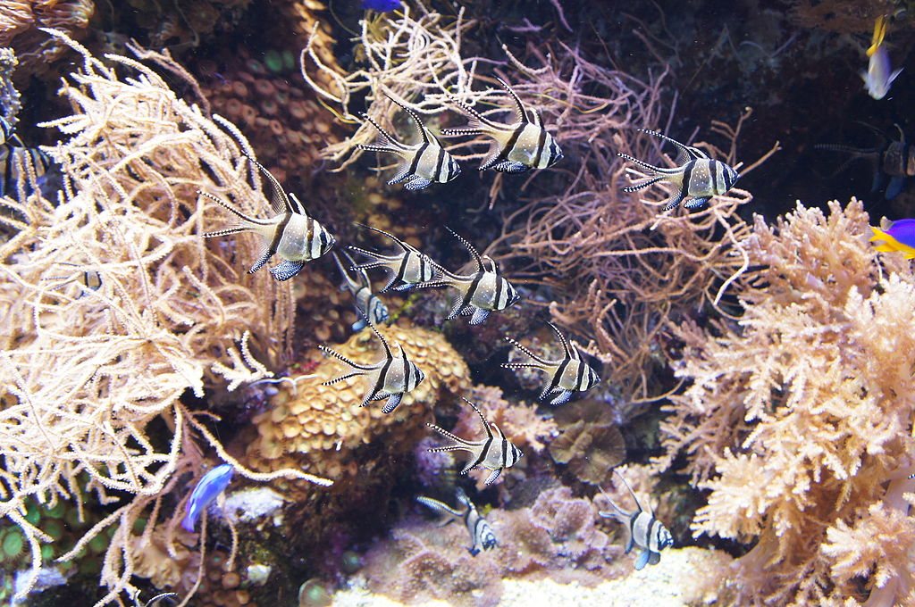 Autre vue de l'aquarium de Gênes - Photo de Superchilum