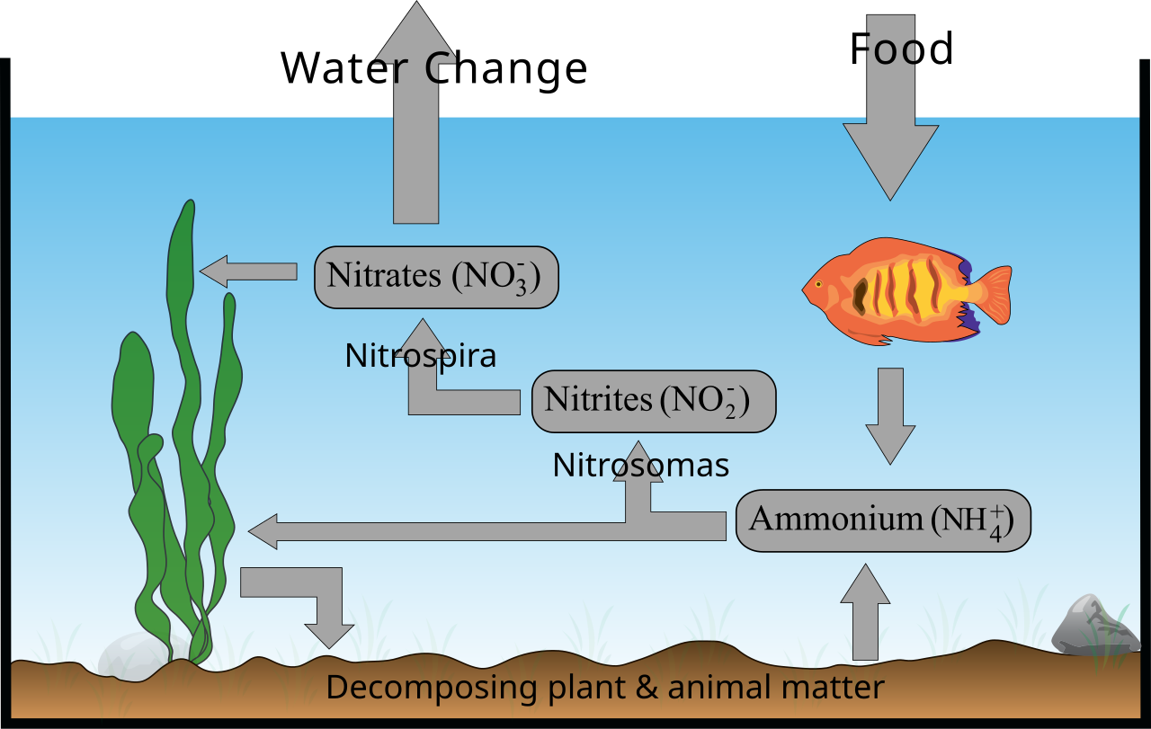 nitrogen cycle aquarium