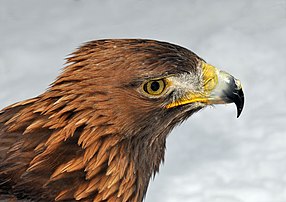 Portrait d'un Aigle royal, photographié près de Springe, en Allemagne. (définition réelle 3 260 × 2 300)