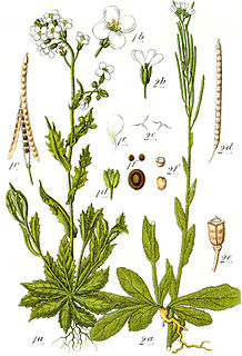 <i>Arabis hirsuta</i> Species of plant
