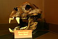 Skamieniała czaszka Arctodus simus, Muzeum Przyrodnicze Wirginii w Newport News