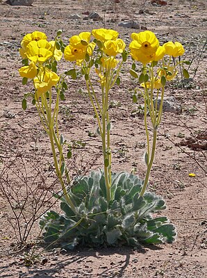 Arctomecon californica