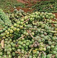 The young fruits is harvested for making kolang-kaling