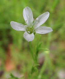 Arenaria paludicola 1.jpg