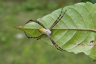 Argiope aemula