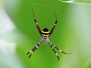 Argiope aetherea dorsal 1134.jpg