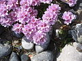 Armeria maritima