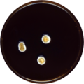 Aspergillus askiburgiensis growing on MEAOX plate