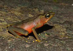 ♀ Atelopus limosus