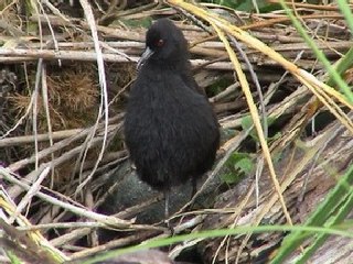 Inaccessible Island rail