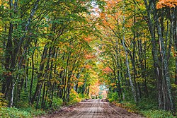 Sugar maple-paper birch forest in Hiawatha National Forest, Michigan Autumn Dirt Road - Hiawatha National Forest, Michigan (30354315253).jpg