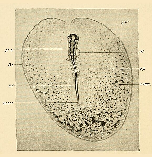 File:Aves Blastoderm and embryo at the stage of fourteen somites. The horns of mesoblast are on the point of meeting in front of the head.jpg