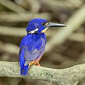 * Nomination Azure kingfisher (Ceyx azureus ruficollaris) --Charlesjsharp 09:21, 19 January 2024 (UTC) * Promotion  Support Good quality. --George Chernilevsky 13:29, 19 January 2024 (UTC)