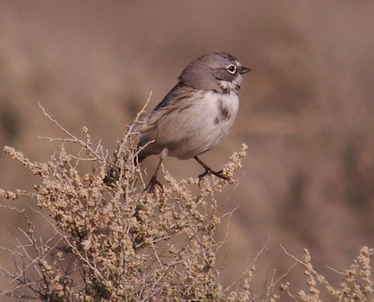 File:BELL'S SPARROW (canescens?) 2-13-06 s elkhorn rd, carrizo plain nat mon, slo co, ca (5b) (1544854430).jpg