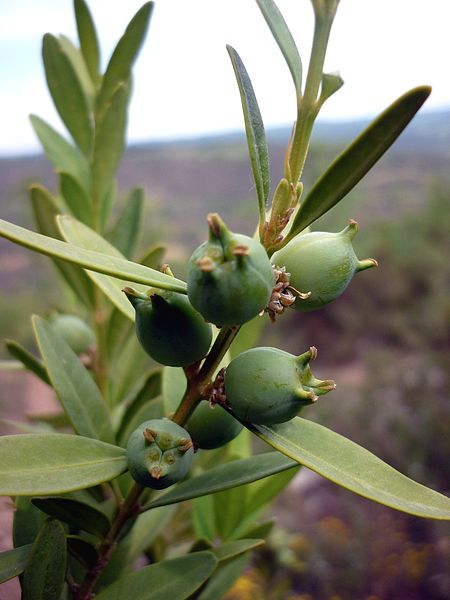 File:BUXUS SEMPERVIRENS - SANT DONAT - IB-483 (Boix).JPG