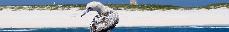 File:Baker Island banner red-footed booby.jpg