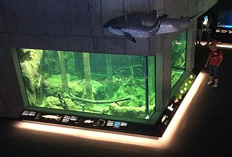 Aquarium in the Baltic Sea Science Center, holding freshwater fishes, with models of harbour porpoises suspended above Baltic Sea Science Center aquarium.jpg