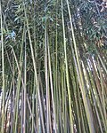 Миниатюра для Файл:Bamboo in Arboretum of Arco.jpg