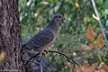 Band-tailed Pigeon Cherry Creek Hwy 15 Gila NF NM 2017-10-17 13-06-25 (25030723858).jpg