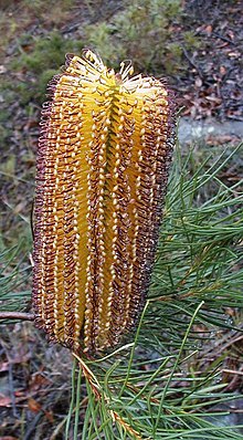 Banksia spinulosa тъмни стилове река Жорж NP email.jpg