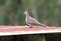 Bar-shouldered Dove - Flickr - GregTheBusker.jpg