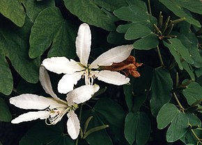 Beskrivelse af billedet Bauhinia forficata 01.jpg.