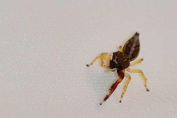 Jumping Spider