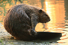 Yearling beaver in Alhambra Creek, downtown Martinez