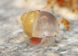 Belgrandiella wawrai