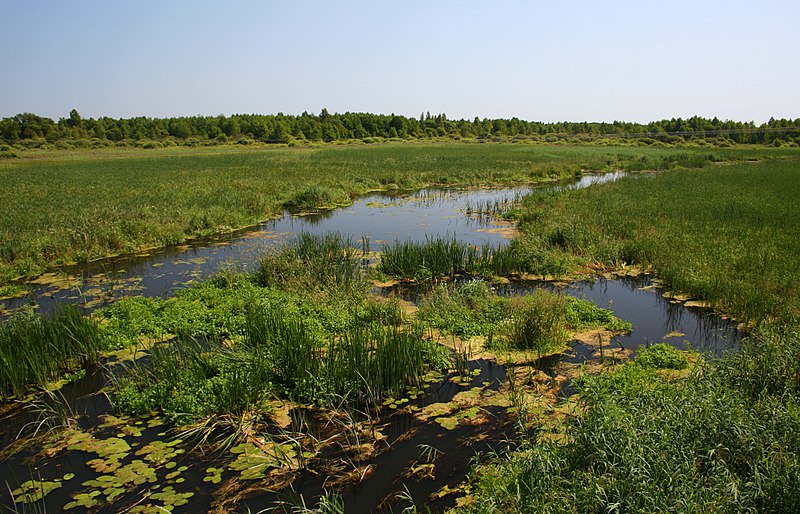 File:Biebrza Lipsk2 17.07.2009 p.jpg