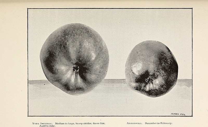 File:Biennial report of the Montana State Board of Horticulture to the Legislative Assembly of the state of Montana for the years (1901) (19746943224).jpg