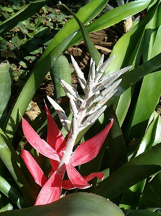 <i>Billbergia macrocalyx</i> Species of flowering plant