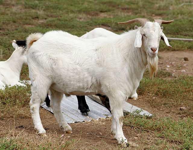 Domestic goat - Simple English Wikipedia, the free encyclopedia