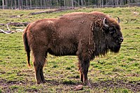 The Cantabrian Mountains has 2 reserves for the conservation of European bison. In Palencia and Asturias.
