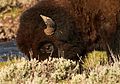 * Nomination Headshot of an American bison ♂ (Bison bison bison) in Lamar Valley, Yellowstone National Park --Frank Schulenburg 23:17, 14 May 2016 (UTC) * Promotion Good quality. --Ralf Roletschek 22:13, 18 May 2016 (UTC)