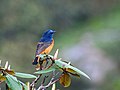 Male at Mailee Thaatch (10,500 ft.) in Kullu-Manali District. of Himachal Pradesh, India