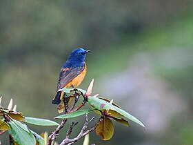 Blue fronted redstart