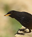 * Nomination Inquisitive bird: Blue whistling thrush at IIT Mandi, HP, India --ADARSHluck 06:53, 14 October 2021 (UTC) * Promotion Good quality. --Moroder 16:10, 22 October 2021 (UTC)