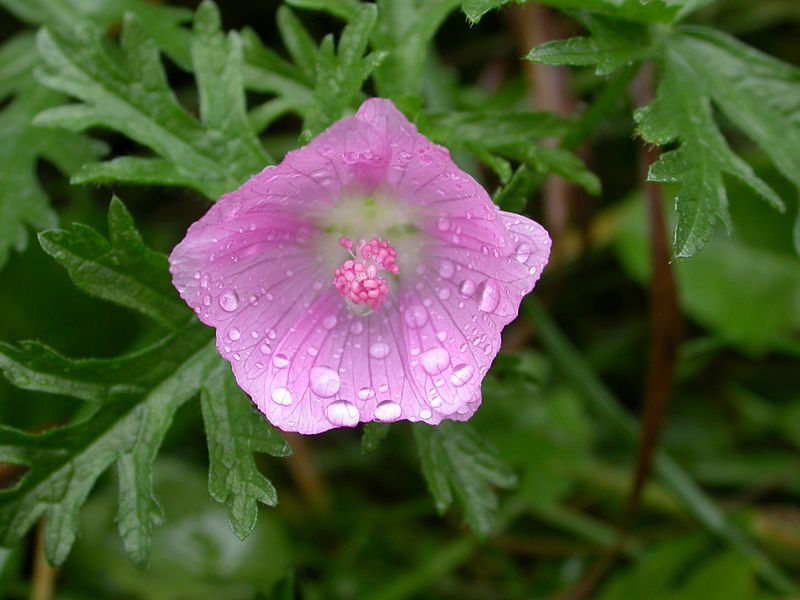 File:Blutroter Storchschnabel, Blüte.jpg