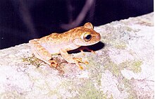 Bokermannohyla circdata.jpg