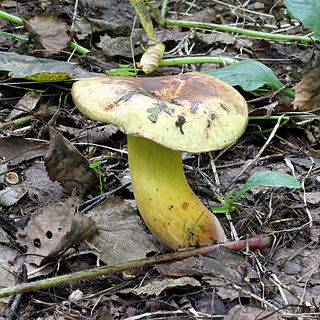 <i>Cyanoboletus pulverulentus</i> Species of fungus