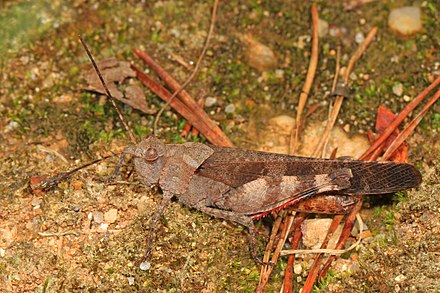 Boll's grasshopper, Spharagemon bolli Boll's Grasshopper - Spharagemon bolli, Prince William Forest Park, Triangle, Virginia - 28615237293.jpg