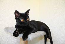 (gato) Wikipedia, la enciclopedia libre