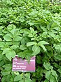 Jardin des variétés traditionelles au musée Walserhaus de Bosco Gurin.