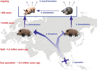 The initial emergence of wild pigs, followed by the genetic divergence between boars and pigs and the domestication of pigs Bosse 2018 pig lineages.png